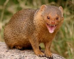 Image result for what animal kills mongoose