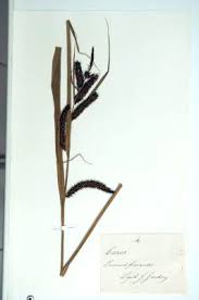 Erbario Ariosto - Carex acutiformis Ehrh.