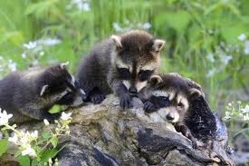 Image result for baby raccoon pictures