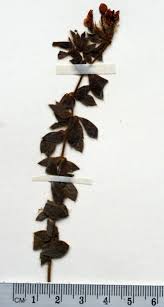 Dorycnium hirsutum (L.) Ser. | Flora of Israel Online