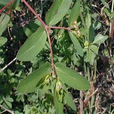 Euphorbia nutans (eyebane sandmat): Go Botany