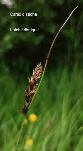 Carex disticha Huds., Tworank sedge (World flora) - Pl@ntNet identify