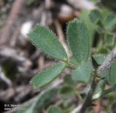 Lathyrus saxatilis - picture 6 - The Bulgarian flora online
