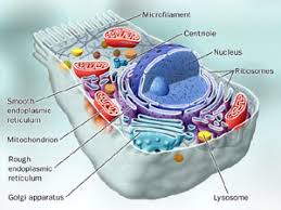 CELL  THE Fundamental   unit of life