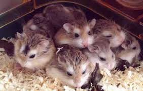 Résultat de recherche d'images pour "image de hamster"