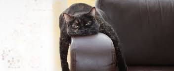 Image result for cats looking bored