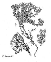 Sp. Cerastium thomasii - florae.it