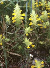 Melampyrum barbatum - Wikipedia