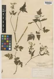 Anthriscus nitida (Wahlenb.) Hazsl. | Plants of the World Online ...