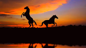 Image result for horses wallpaper