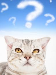Image result for cat with questions
