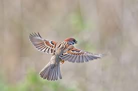 Image result for sparrows in flight