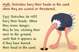 Image result for ostrich head in sand