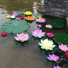 Image result for water lily