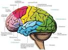 Teile des Gehirns und deren Funktionen