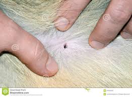 Image result for tick and dog