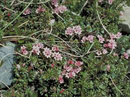 Loiseleuria procumbens (Alpine azalea) | Native Plants of North ...