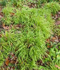 Luzula sylvatica (Greater Wood Rush)