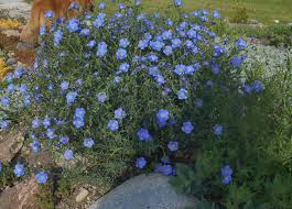 Linum alpinum Alpine flax, Mountain flax Z 4-9 - Heritage Flower Farm