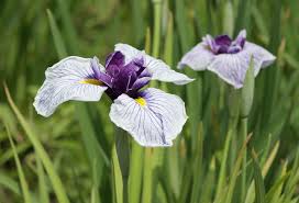 Iris ensata - Wikipedia