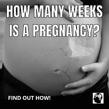 How Many Weeks Is A Pregnancy?