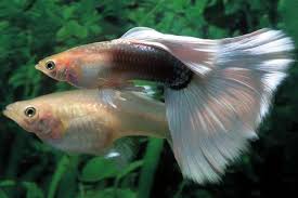 Image result for black veil tailed guppies images