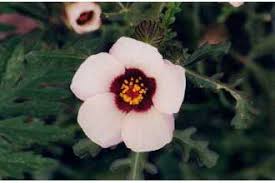 Plants Profile for Hibiscus trionum (flower of an hour)