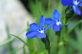 File:Gentiana Pumila close-up - Alpine Flora.jpg - Wikimedia ...
