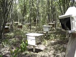 Resultado de imagem para caixas de abelha