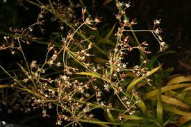 Luzula sylvatica (Huds.) Gaudin | Plants of the World Online | Kew ...