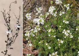 Arabidopsis halleri (L.) O'Kane & Al-Shehbaz subsp. halleri - Portale ...