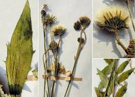 Hieracium laevigatum Willd. - Sistema informativo sulla flora delle ...