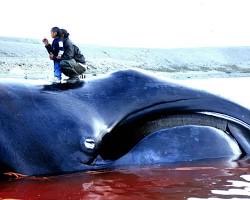 Изображение: гренландский кит