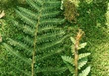 Braun's Holly-fern (Polystichum braunii) - Wisconsin DNR