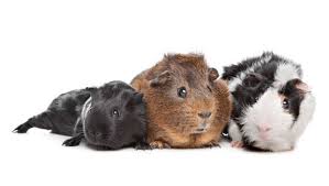 Výsledek obrázku pro how to keep guinea pig