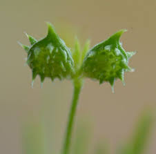 Ranunculus arvensis Calflora