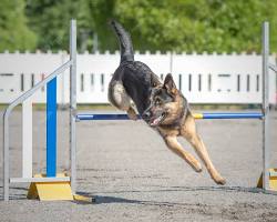 Image of German Shepherd jumping over a hurdle