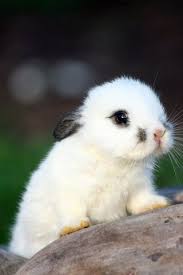 Résultat de recherche d'images pour 'photo de lapins mignon belier'