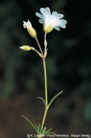 Cerastium arvense subsp. suffruticosum