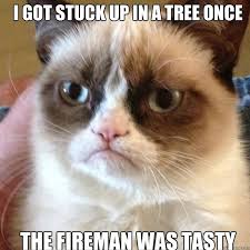 Image result for cat up a tree picture