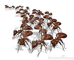 Resultado de imagem para formigas e venenosos fotos