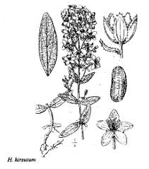 Sp. Hypericum hirsutum - florae.it