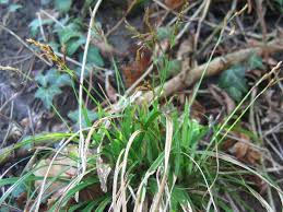 Carex digitata - Wikispecies