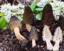 False morel poisonous mushroom