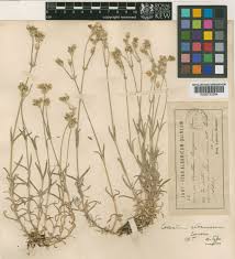 Cerastium decalvans Schloss. & Vuk. | Plants of the World Online ...