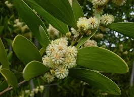 Acacia melanoxylon Calflora