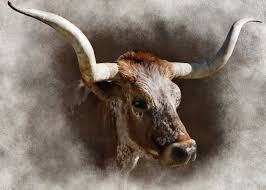 Image result for longhorn cow painting