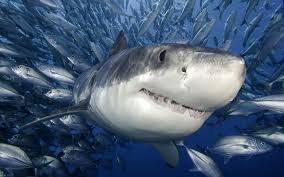 Результат пошуку зображень за запитом "акула"