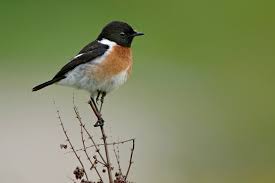Image result for stonechat