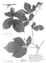 Zur Taxonomie und Verbreitung des Rubus glaucovirens MAASS